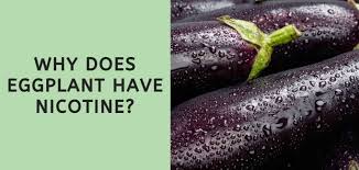 While most people know that nicotine can be found in tobacco, low levels of the compound can be found in cigarettes contain nicotine, a highly addictive substance found naturally in tobacco. Why Does Eggplant Have Nicotine Answered