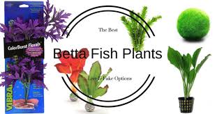 Fortunately, some tumors and cancers are treatable, but many are not. Betta Fish Plants Best Live And Fake Options Bettafish Org