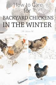 How To Care For Chickens In The Winter Chickens Backyard Chickens In The Winter Raising Backyard Chickens