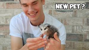 Baby Possum Struggles To Climb Inside His Mom's Pouch
