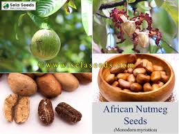 Image result for Monodora