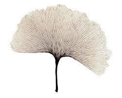 Looking forward to making all the leaves and flowers! Xray Ginko Leaf Sepia Nature Art Gingko Leaves Image