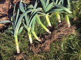 Semer Repiquer Recolter Les Poireaux Culture 2018 Jardinage Potager Jardin Potager Trucs Et Astuces Jardinage