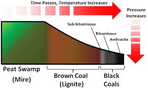 coal formation energy education