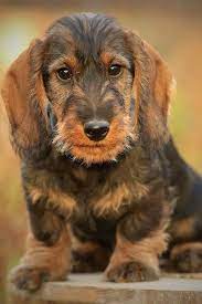 Pin By Bobandersoninaz On Wirehaired Dachshund Wire Haired Dachshund Wirehaired Dachshund Puppy Dachshund Puppy
