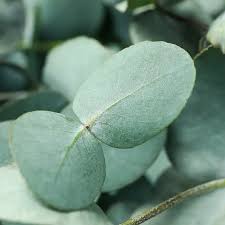 Image result for Eucalyptus