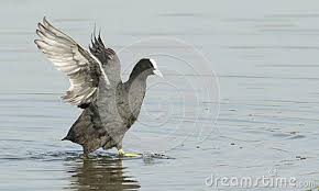 Black And White Bird With Long Tail And Red Beak Coot Are Small Water Bird Many Bird Eyes Color Are Dark Red Bird Have White On The Under Tail Bird Have Long Lobed Toes Coots Have Str Birds Eye Bird Photo