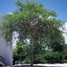 Image result for Dalbergia sissoo