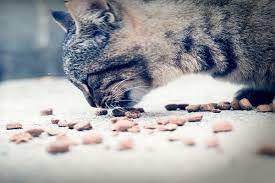 Primi passi per l'alimentazione di un gatto di 2 mesi. Alimentazione Di Un Gatto Di 2 Mesi Qual E Il Mio Gatto E Leggenda