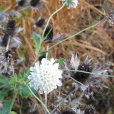 Image result for Scabiosa drakensbergensis