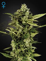 Free standard delivery with toll ipec is available with all machine orders to all other metro and regional postcodes. Feminised Cannabis Seeds Green House Seed Company Buy Cannabis Seeds Online