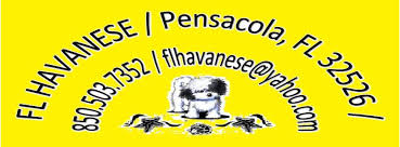 These aristocrats wanted cute, loyal companions, hence havanese puppies in florida. Fl Havanese Home Facebook