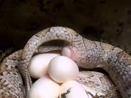 Snakes rarely attack humans unprovoked, but they can do great (potentially fatal) damage to humans if they bite. Corn Snake Laying An Egg Youtube