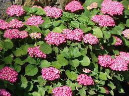 Pink hydrangea flowers turning brown. Hydrangea Popular But Confusing Indiana Yard And Garden Purdue Consumer Horticulturepurdue University Indiana Yard And Garden Purdue Consumer Horticulture