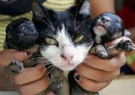 Kedi Kopek Yavrusu Dogurdu