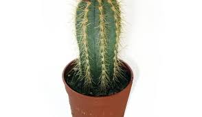 Watercolor merry christmas objects pattern. Why Dream A Cactus Buried In The Ground Cactus The Interpretation Of Sleep In The Dream Books Dream Interpretation What Cactus Is Dreaming Of