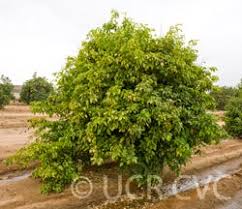 Image result for Citropsis