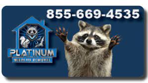 There have been recent reports of an uptick in eee cases in the us and mosquito bites have been linked as a cause. Shiawasee County Platinum Wildlife Removal 248 667 7796