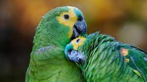 It contains about thirty species. Amazon Parrots Pet Health Insurance Tips