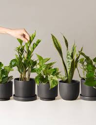 Low Light Plants Monthly Subscription In 2020 Low Light Plants Fall Garden Vegetables Best Bathroom Plants