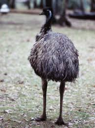 Birds That Cannot Fly Images The Emu Dromaius Novaehollandiae Is A Shy Flightless Bird Found In The Deserts And Grasslands Of Australia The Birds Birds That Cannot Fly Beautiful Birds