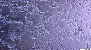 We did not find results for: Mammalian Cell Lines