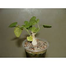 Image result for Corallocarpus welwitschii