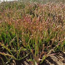 Image result for Sarcocornia natalensis