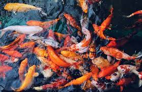 Nano Bubble Penyebab Ikan Koi Mati Mendadak Dan Cara Mengantisipasinya
