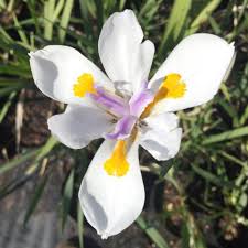 Image result for Dietes flavida