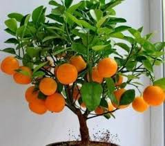 Dalam budidaya tanaman jagung tentunya tidak lepas dari serangan hama dan penyakit. Budidaya Tanaman Buah Buahan Faunadanflora Com