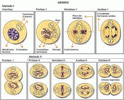 การแบ่งเซลล์แบบไมโทซิส ( mitosis) เซลล์ส่วนใหญ่ในสิ่งมี… หน้าแรก 1.ประเภทของเซลล์ Meiosis à¸à¸²à¸£à¹à¸š à¸‡à¹€à¸‹à¸¥à¸¥
