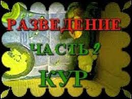 как сделать комбикорм для бройлеров в домашних условиях видео 12 Pticevodstvo Vyrashivanie Kur V Domashnih Usloviyah Kak Legko I Nedorogo Razvesti Kur Chast 2 Youtube Mir Pticevodstvo Legkie