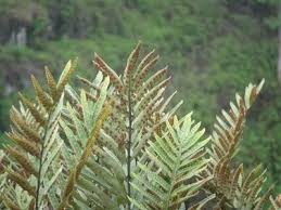 Image result for Pleopeltis