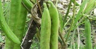 Maybe you would like to learn more about one of these? Tanam Kacang Koro Pedang Janjikan Keuntungan Berlipat Ganda