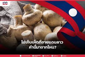Jun 18, 2021 · พบโครงกระดูก ชายวัย 66 ปี มีอาการหลงลืม หายออกจากบ้าน 3 เดือน. X63xd 2w6we5mm