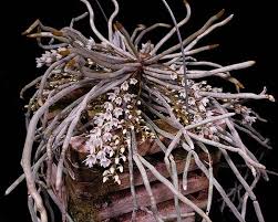 Image result for Microcoelia stolzii