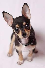 Teacup deer head chihuahua puppy. Black Apple Head Chihuahua Puppy Pets Lovers