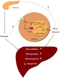Hypoglycemia, or low blood glucose, has many causes, but it most commonly occurs in diabetic patients as a consequence of insulin therapy or other drugs. Frontiers Glucagon Receptor Signaling And Lipid Metabolism Physiology