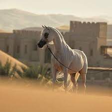 الخيل العربي on instagram الخيول العربية الخيل العربية خيل الخيل العربي horses animals
