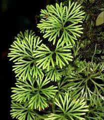 Image result for Elaphoglossum aubertii