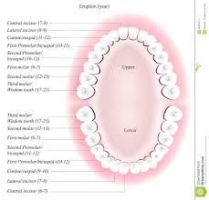 Adult Dental Chart Stock Vector Illustration Of Human