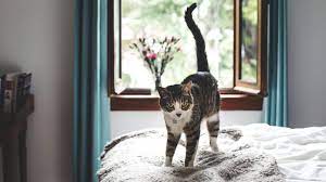 Allergies tend to become evident and intensify over extended periods of time and can take years to develop. Cats And Asthma What S The Connection