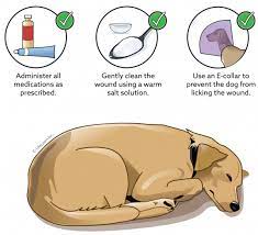 Using the right open wound treatment can mean the difference between quick… using the right open wound treatment can mean the difference between quick recovery and prolonged healing, excess scars, intense pain, increased risk of infection, or more. Care Of Open Wounds In Dogs Vca Animal Hospital