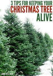 How To Keep A Christmas Tree Alive 3 Simple Tips Live Christmas Trees Christmas Tree Care Christmas Tree Preservative