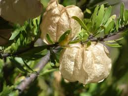 Image result for Lepidotrichilia volkensii