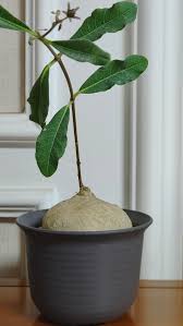 Image result for Raphionacme madiensis