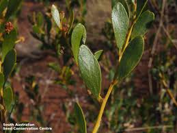 Image result for Dictyophleba