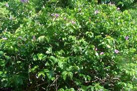 Image result for Bobgunnia madagascariensis
