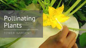 How to self pollinate zucchini. Flowers But No Fruit Try Hand Pollination